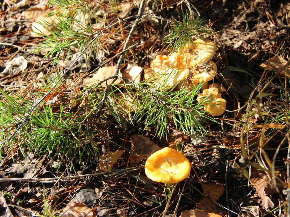 Фотография эко-усадьбы «Великие дворы» лето №31